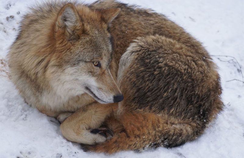 Los lobos de Mongolia prefieren alimentarse de animales salvajes que de ganado
