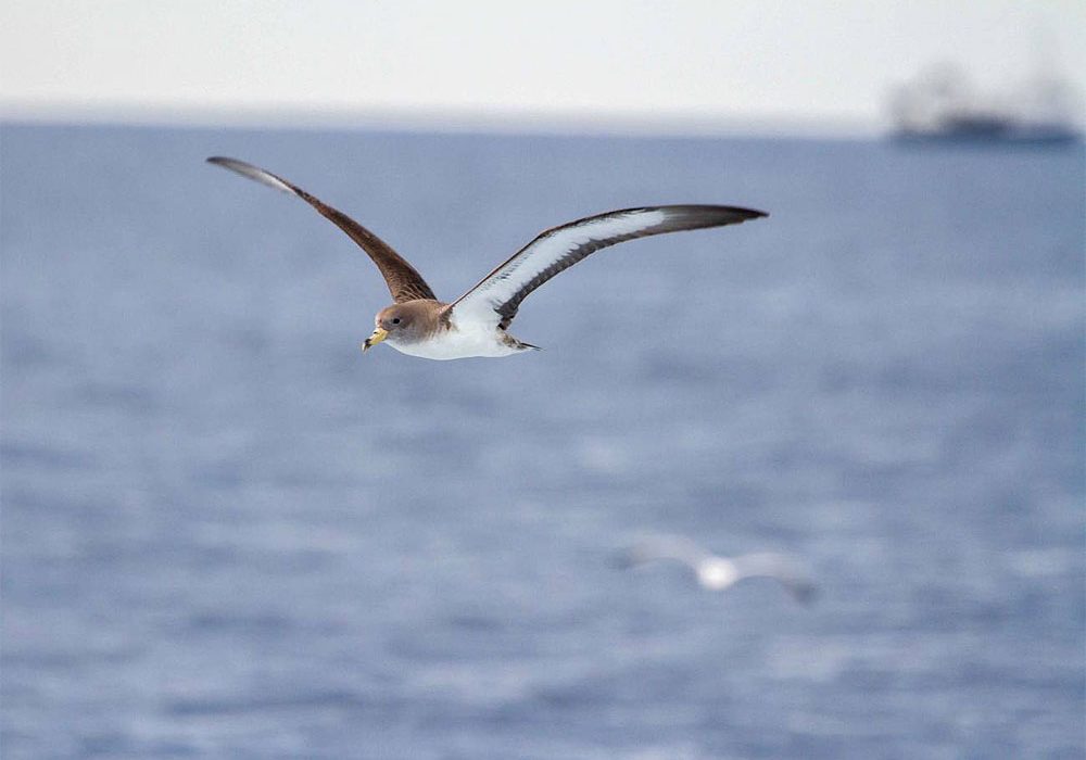 Albatros, petreles y pardelas pasan el 40 % de su vida en alta mar, en zonas sin jurisdicción