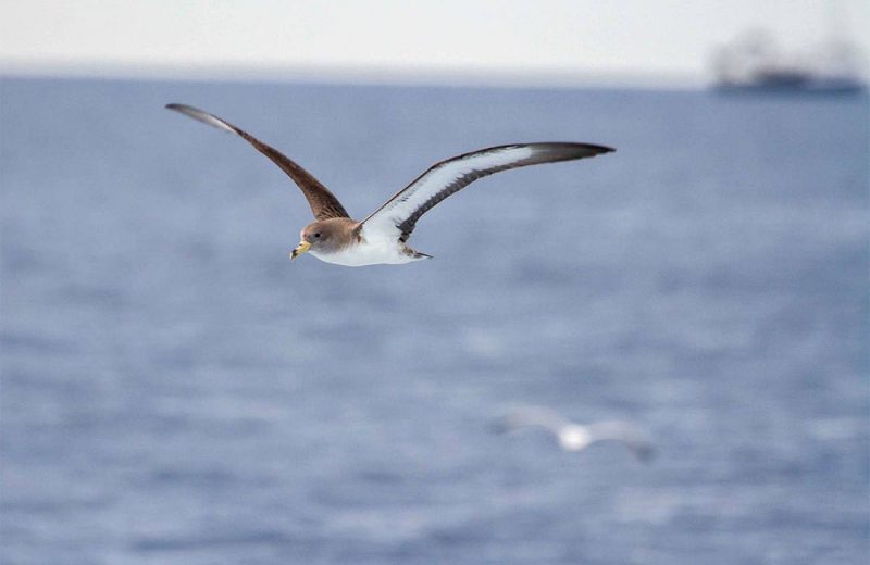 Albatros, petreles y pardelas pasan el 40 % de su vida en alta mar, en zonas sin jurisdicción