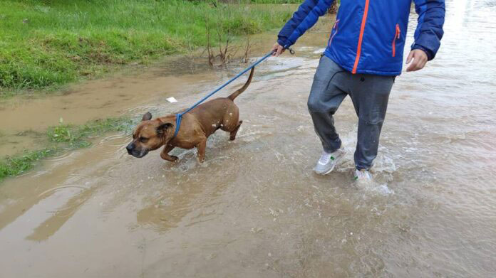Acogidas en Los Barrios para los perros del Centro de Protección Animal por las inundaciones