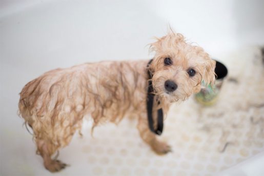 Perro mojado - https://www.pexels.com/es-es/foto/cachorro-caniche-toy-crema-en-la-banera-1436139/