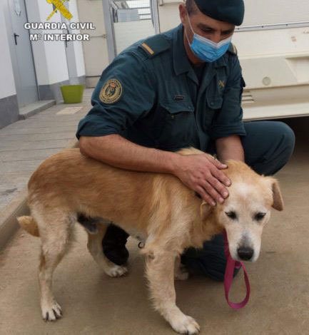 La Guardia Civil investiga a dos vecinos de Murcia y Cartagena por sendos delitos de abandono animal
