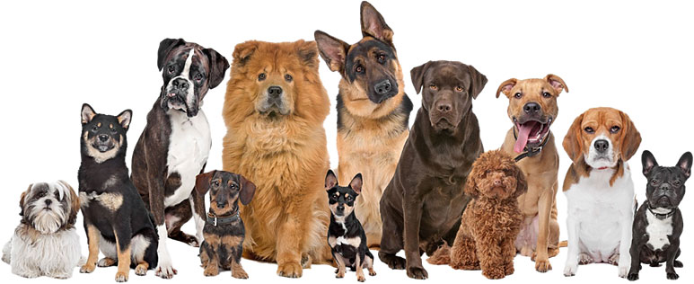 Solución canina: cómo la genética canina influye en la medicina humana