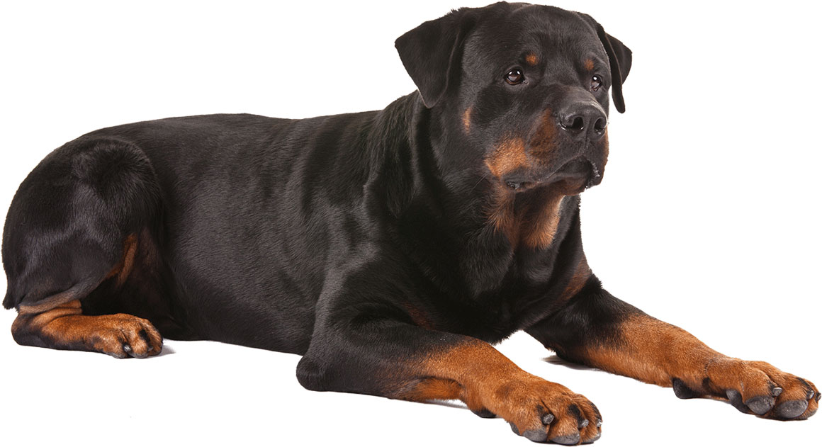 Tumores óseos en perros: el tamaño y la forma del perro importa