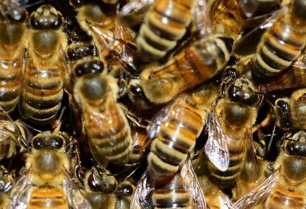 Detectan microplásticos en el cuerpo de las abejas