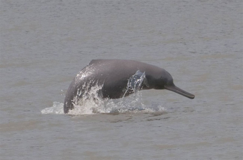 Delfín del río Ganges