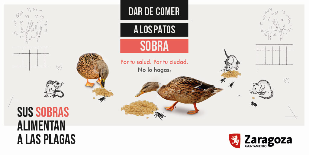 Repugnante, así es la nueva campaña del Ayuntamiento de Zaragoza Campaña «sus sobras alimentan las plagas»