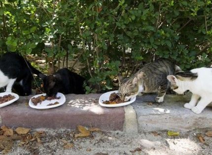 El Ayuntamiento de Jerez contrata un servicio veterinario que permitirá seguir abundando en el control de colonias felinas