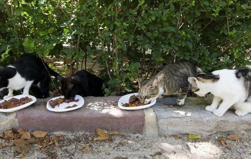 El Ayuntamiento de Jerez contrata un servicio veterinario que permitirá seguir abundando en el control de colonias felinas