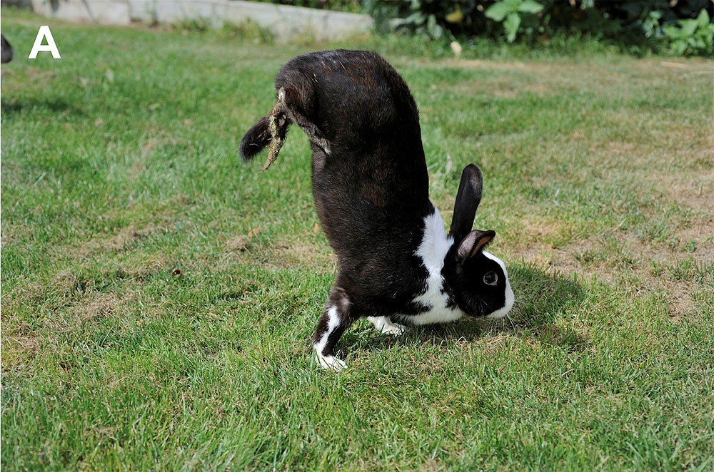 Sauteur d’Alfort, los conejos que se mueven sobre dos patas