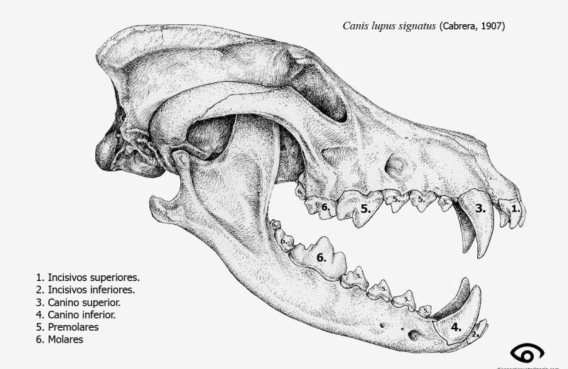 Los dientes y la evolución en carnívoros