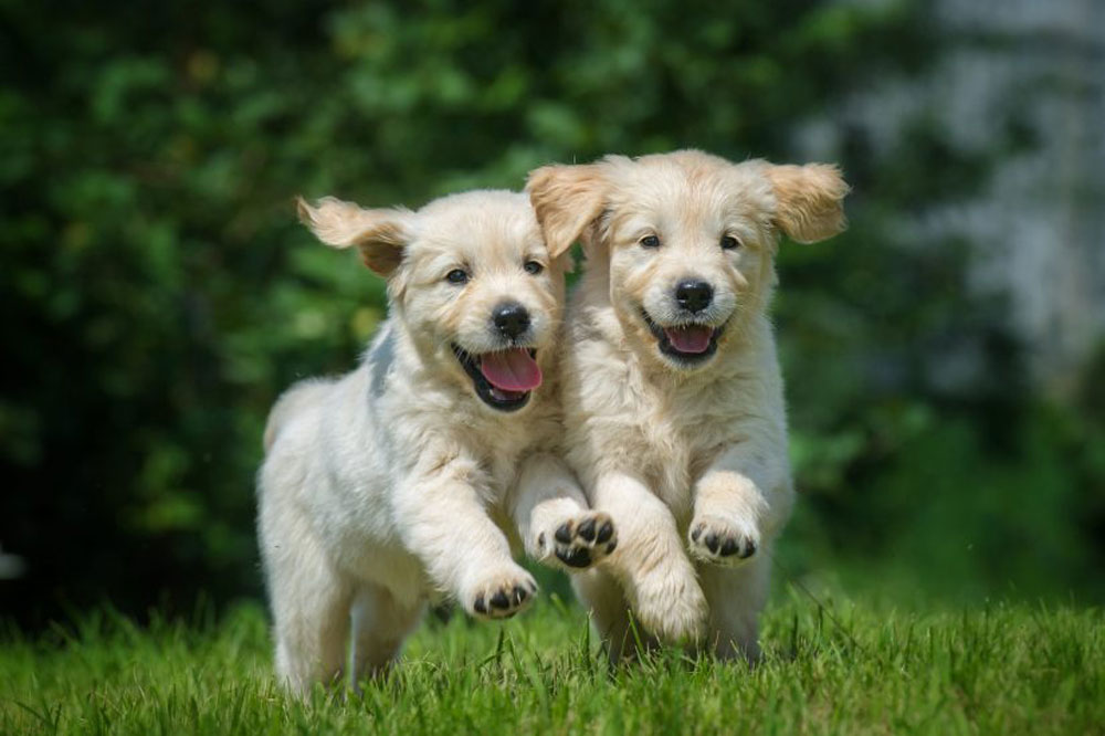 La raza del perro, la edad y su socialización están vinculadas a la personalidad canina