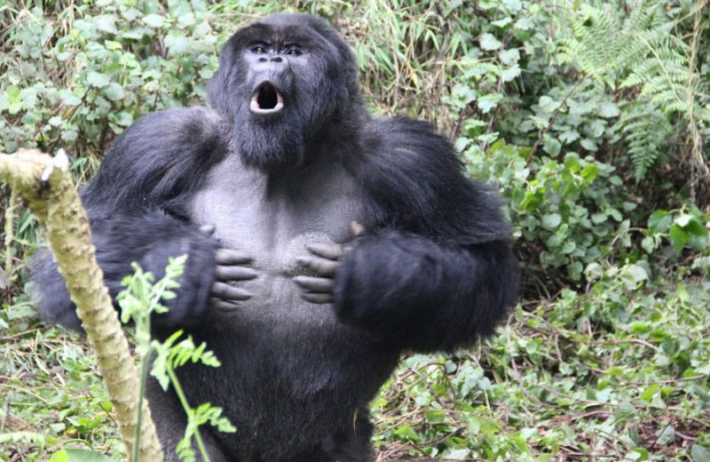 Un estudio revela el significado oculto de los golpes en el pecho de los gorilas de montaña