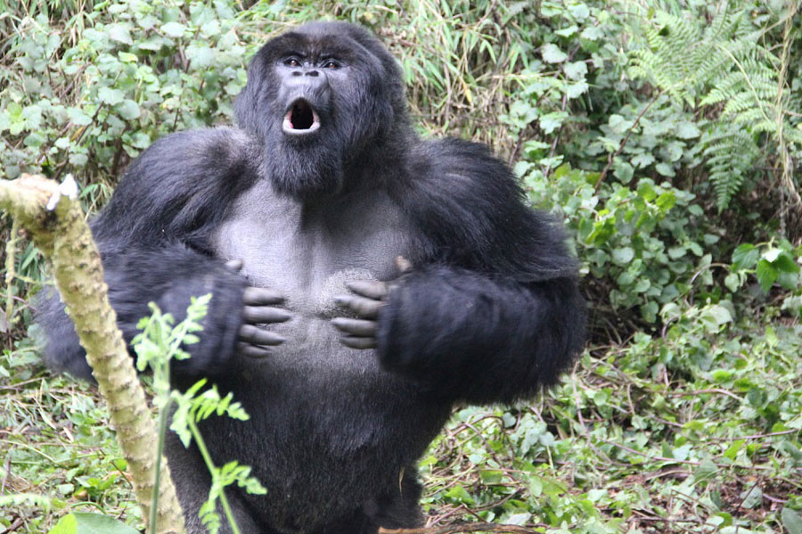Un estudio revela el significado oculto de los golpes en el pecho de los gorilas de montaña