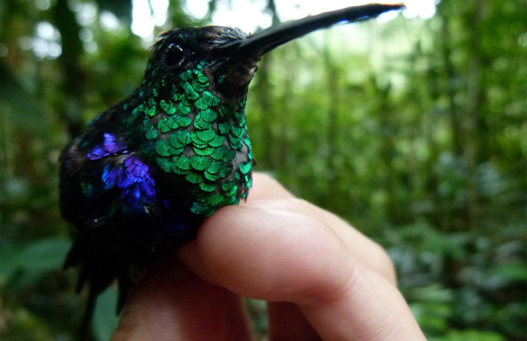 La deforestación amenaza gravemente a las aves forestales que habitan Colombia