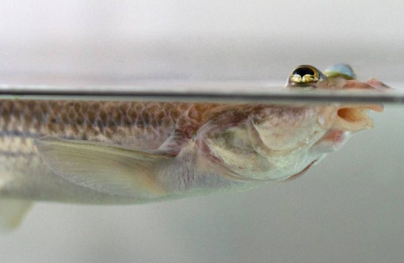 Por qué los peces de cuatro ojos tienen genitales asimétricos