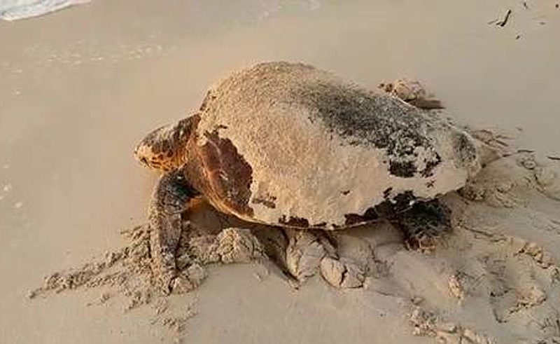 “Territorio Tortuga 2022” consejos que favorecen la nidificación de tortugas marinas en el litoral de Murcia
