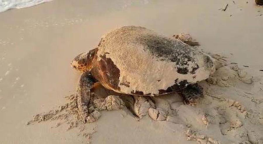 La Fundación Biodiversidad del Miteco pone en marcha una formación de marcaje de tortugas bobas