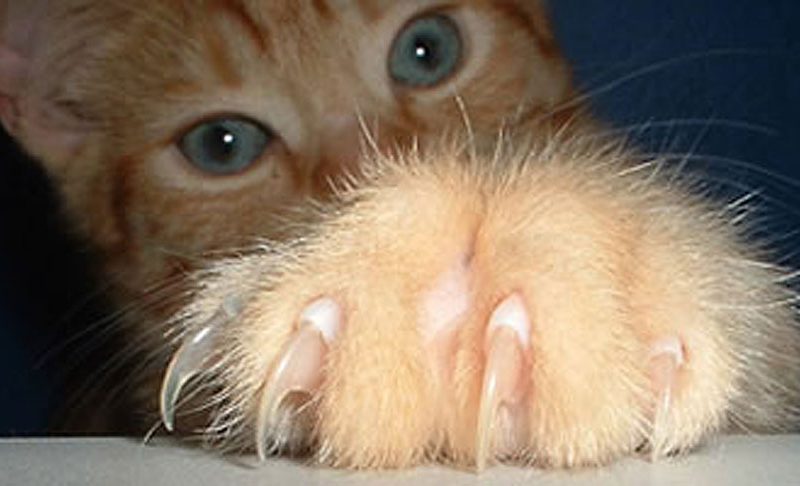 ¿Las uñas de los gatos se caen?