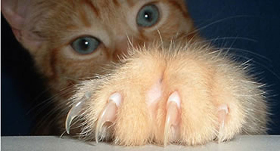 ¿Las uñas de los gatos se caen?