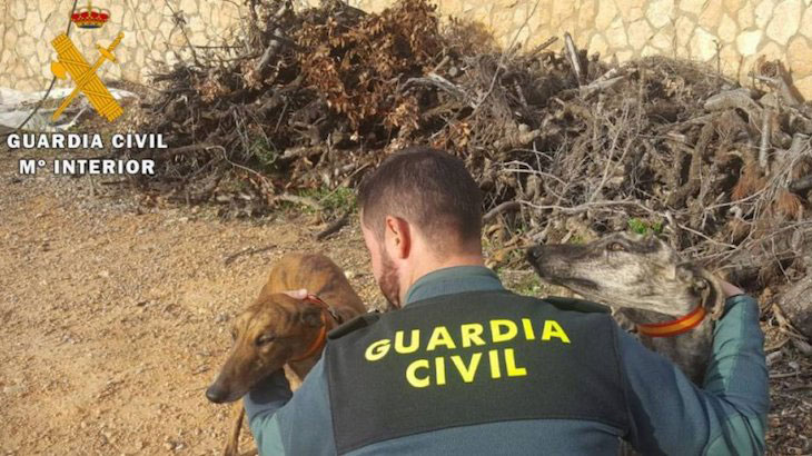 Mérida, piden cárcel para los cazadores y la veterinaria acusados de sacrificar a más de 40 perros