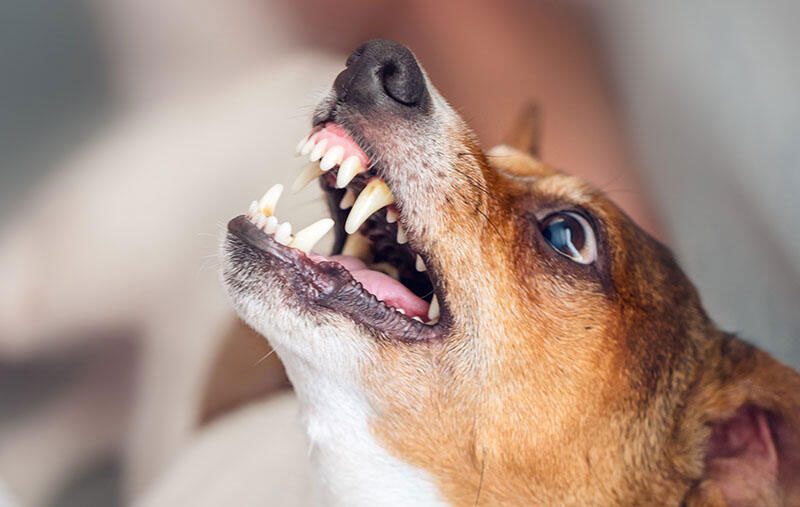 El comportamiento agresivo de los perros hacia los humanos a menudo es causado por el miedo