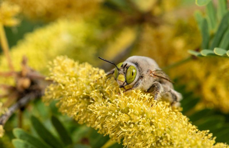 Identifican más de 470 especies de abejas en una zona desértica entre EE UU y México