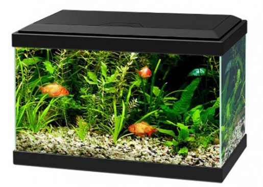 Acuario portada
