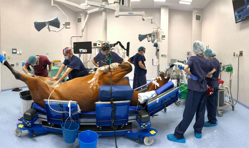 El mayor estudio a nivel mundial de la mortalidad anestésica en caballos