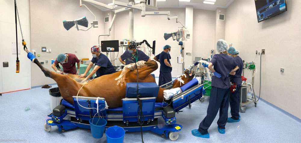 El mayor estudio a nivel mundial de la mortalidad anestésica en caballos
