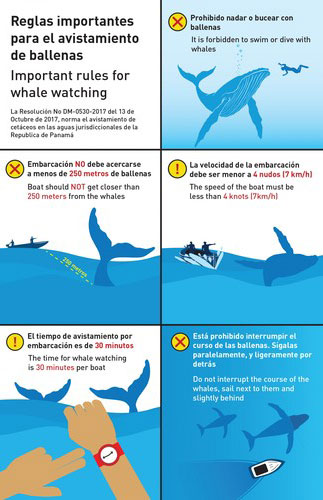 Observación de ballenas