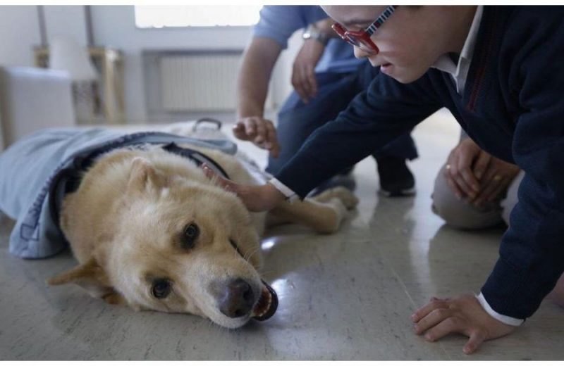 Montegatto y el CHUAC, pioneros en el estudio de la detección de la diabetes con perros