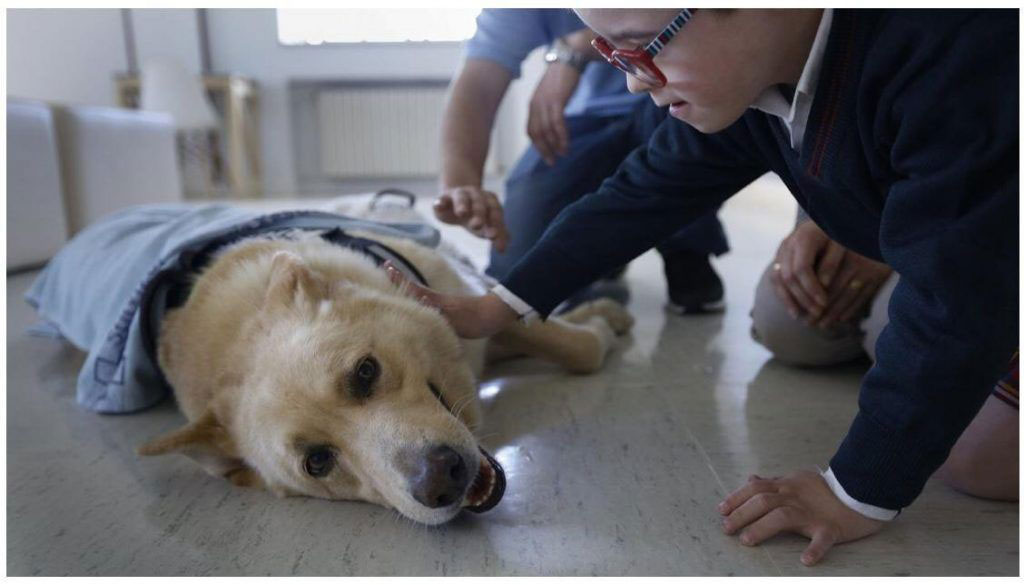 Montegatto y el CHUAC, pioneros en el estudio de la detección de la diabetes con perros