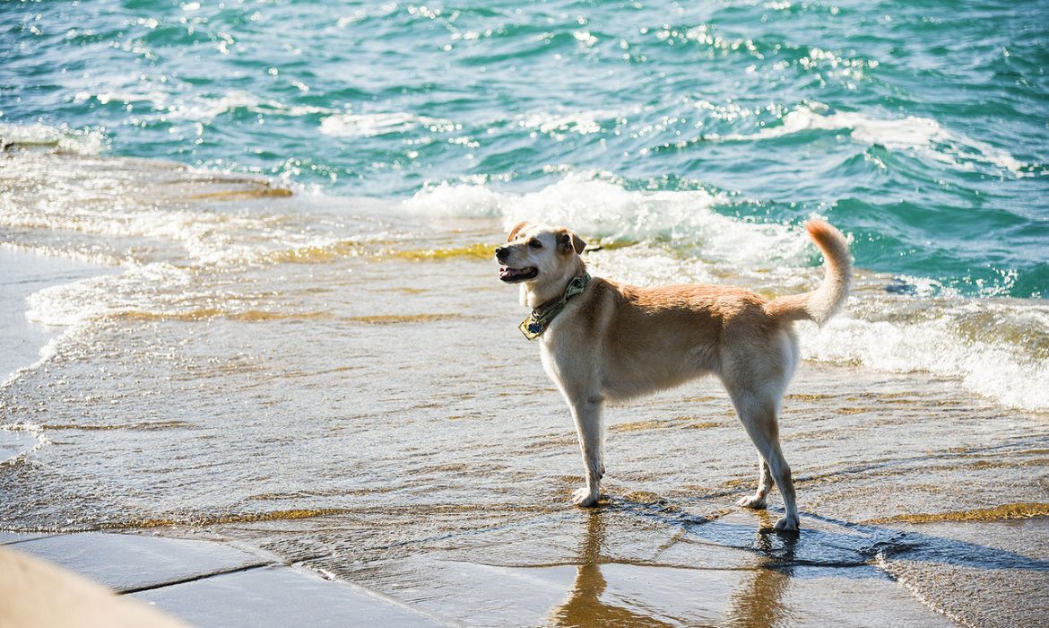 Enfermedades más comunes que sufren los perros en el verano