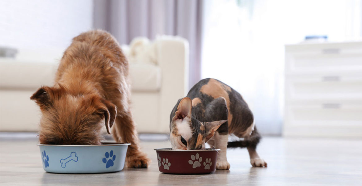 Perro y gato comiendo