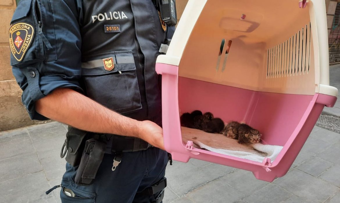 Requisados 37 gatos y un conejos en Barcelona a una persona con síndrome de Noé