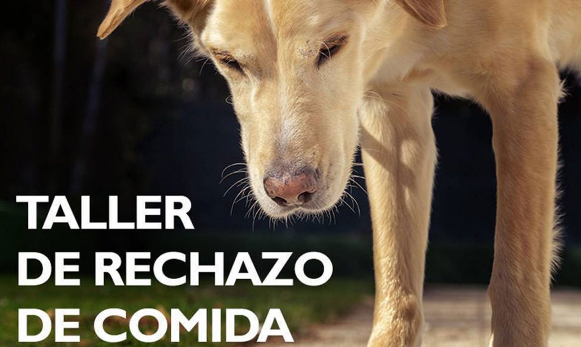Nueva edición del ‘Taller de rechazo de comida’ para evitar que los perros ingieran comida en la calle