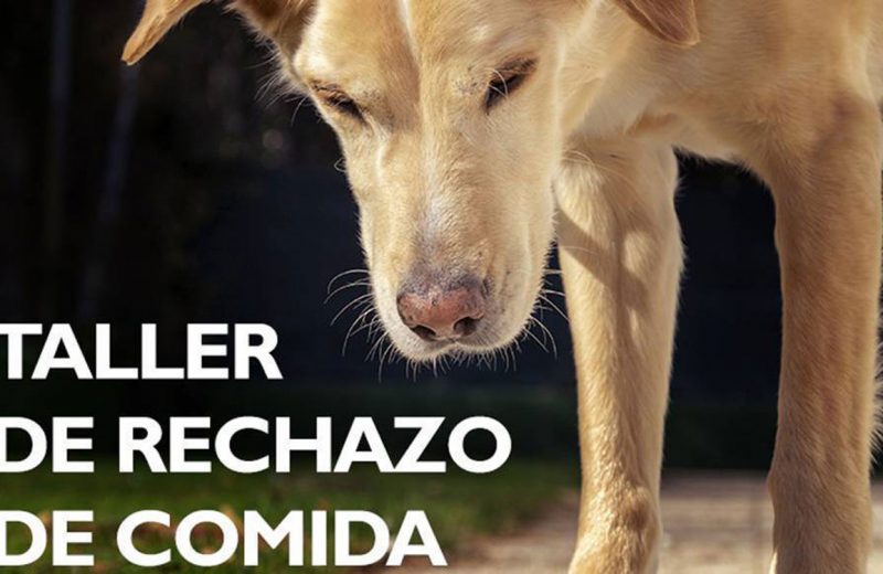 Nueva edición del ‘Taller de rechazo de comida’ para evitar que los perros ingieran comida en la calle