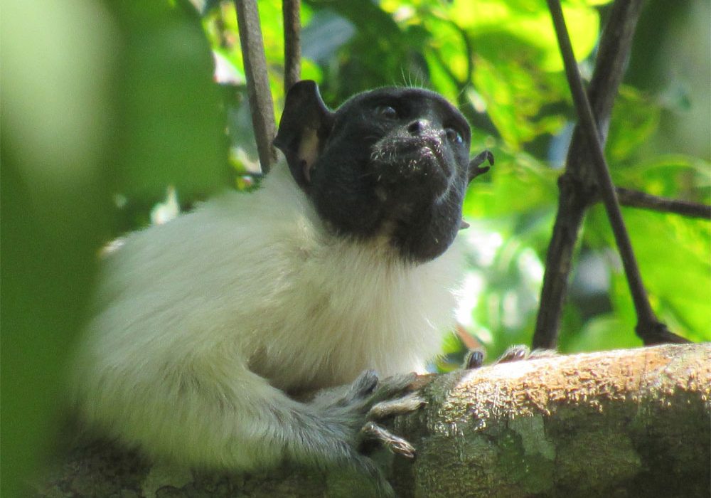 Los primates cambian su “acento” para evitar conflictos