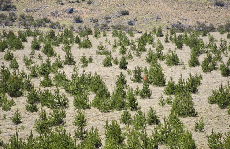 ¿Los árboles invasores pueden contribuir a mitigar el cambio climático?