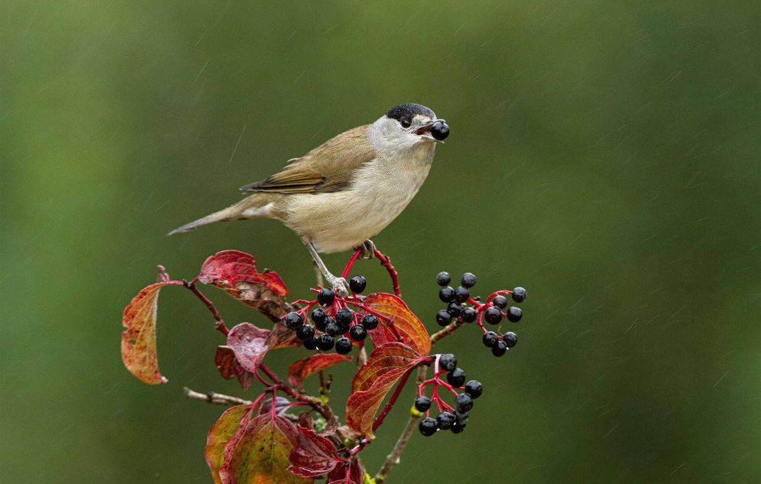 Las aves migratorias dispersan las plantas en la mala dirección con el cambio climático