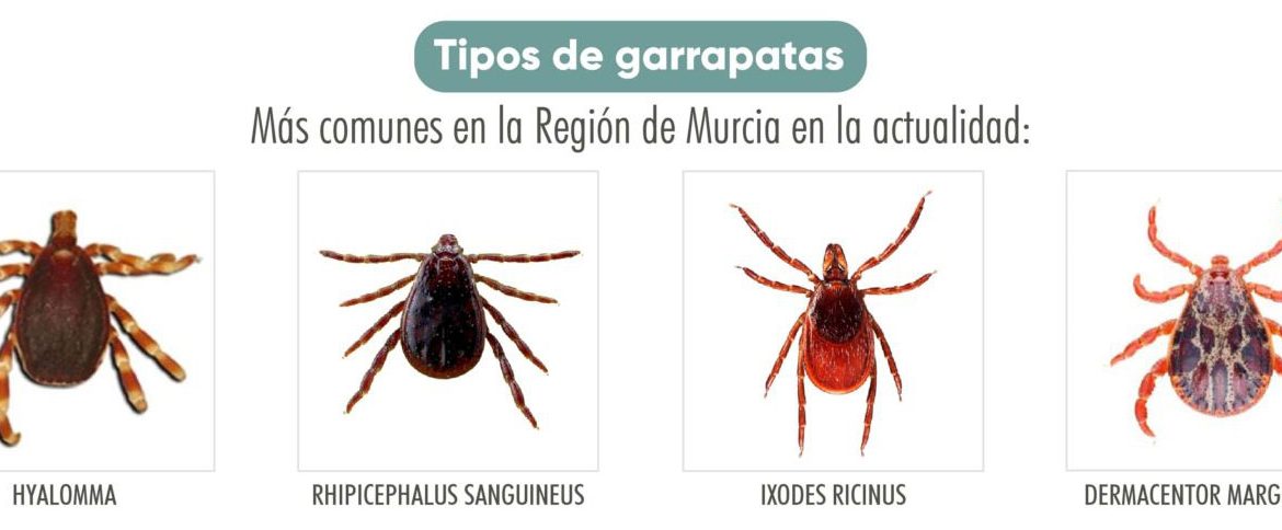 El Colegio de Veterinarios de la Región de Murcia elabora un programa informativo sobre la proliferación de las garrapatas