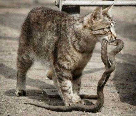 Gato cazador