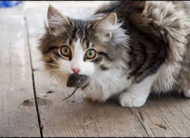 La alimentación en los gatos influye en el comportamiento de caza fuera del hogar
