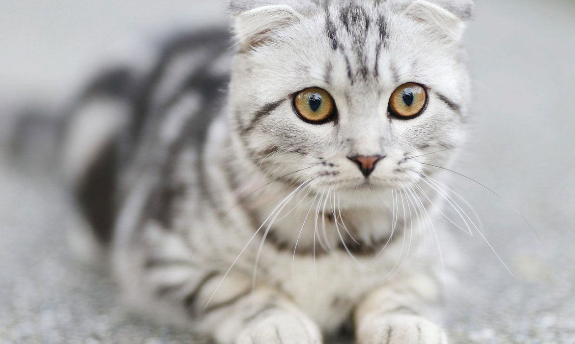 Una nueva investigación analiza la relación entre los gatos y sus dueños