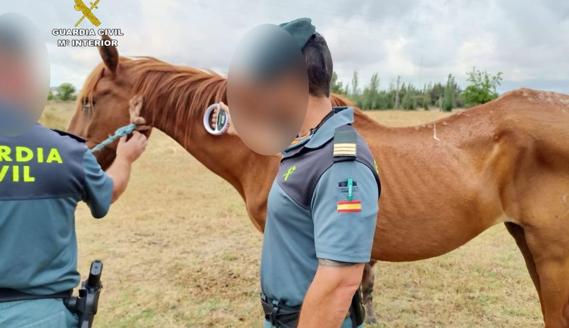 Investigan al propietario de 15 caballos por maltrato animal en Huelva
