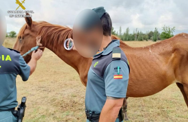 Investigan al propietario de 15 caballos por maltrato animal en Huelva