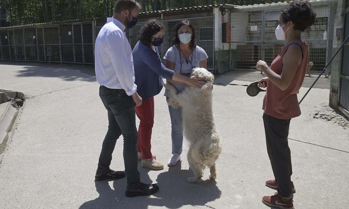 La Xunta convoca por 440.000 euros las ayudas a asociaciones protectoras y ayuntamientos para el cuidado de animales domésticos abandonados