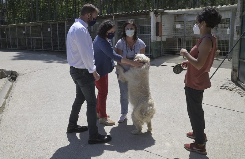 La Xunta convoca por 440.000 euros las ayudas a asociaciones protectoras y ayuntamientos para el cuidado de animales domésticos abandonados