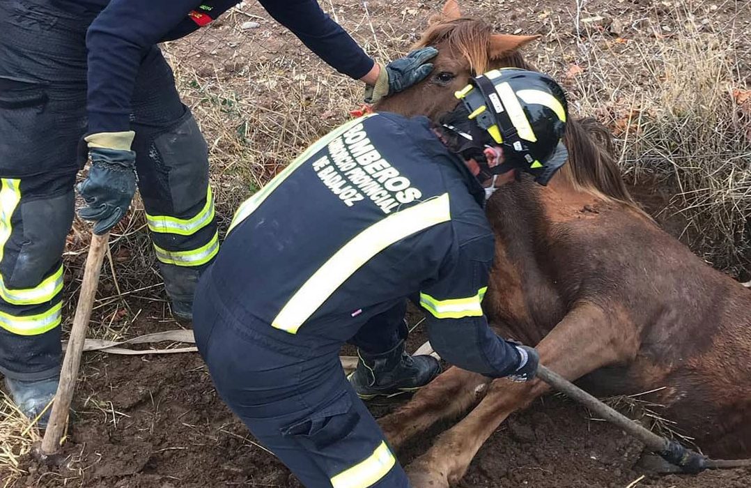 Rescate de animales por parte de los bomberos de la Diputación de Badajoz